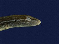 Hsuehshan grass lizard Collection Image, Figure 7, Total 8 Figures